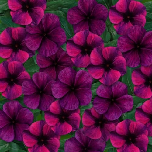 50+ Black Cherry Tattoo Vinca Seeds Deep Burgundy Periwinkle Flower Seeds for Outdoor Garden Planting Heat Tolerant Sun-Loving Summer Blooms for Containers and Landscaping