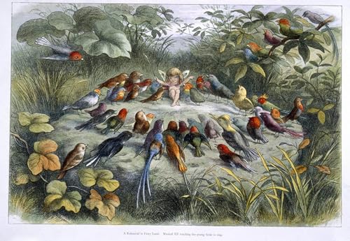 Toile elfe et oiseaux Richard Doyle 60x90cm habillage mur salon
