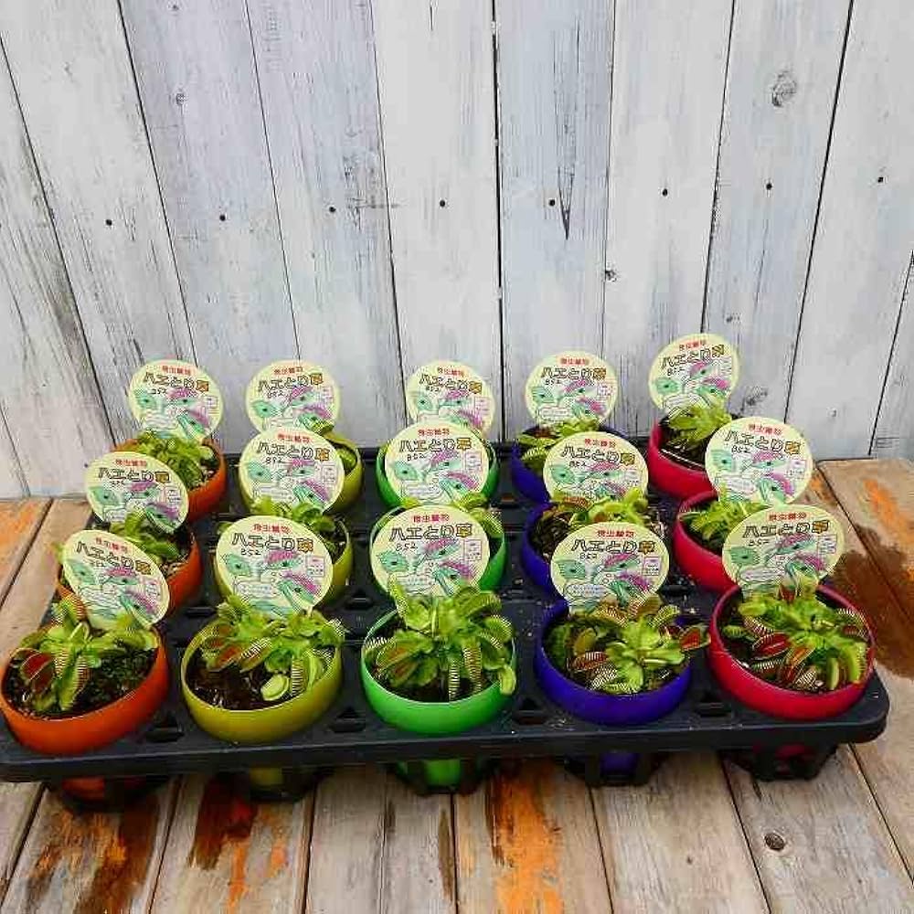 SHIKI_PLANTS　ハエトリソウ 2種 SHIKI_PLANTS様専用 ハエトリソウ 2種