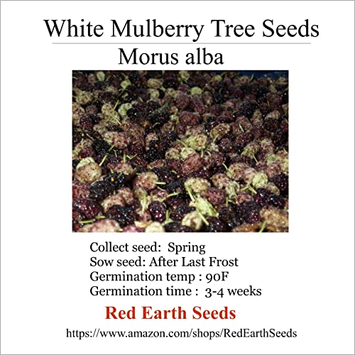 White Mulberry - Morus alba 100 Seeds (Organically Grown)