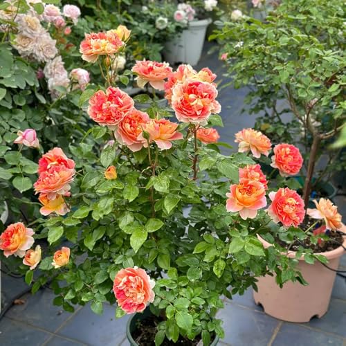 semillas resistentes de rosal - silvestres, Rosas trepadoras para exterior, 600pcs