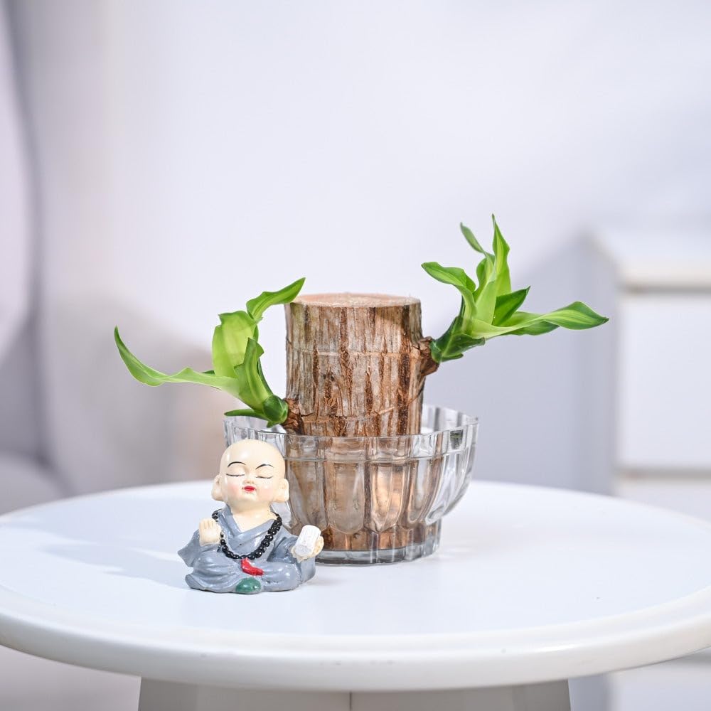 Gardener Bhabi Bamboo Lucky Wood Good Luck Live Plant | Healthy Indoor Live Lucky Brazilian Wood Plant With Pot And Free Little Monk Buddha Statue Plant for Living Room (B0DHD2TH8L) Amazon Price History, Amazon Price Tracker