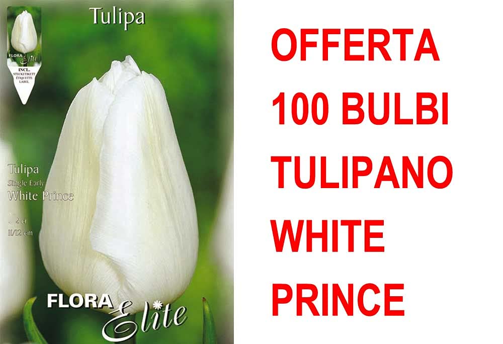 OFFERTA 100 BULBI TULIPANO WHITE PRINCE BULBS BULBES
