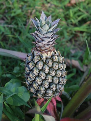 Live Elite Gold Pineapple Pineapple Plant (Ananas comosus) - (Pack of 2) - 4-6 Inches Tall - Ideal for Gardens and Containers - Sweet, Juicy Pineapple Fruit - Easy Grow, Ready for Planting