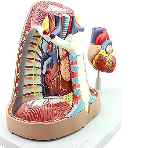 Modèle anatomique du cœur, sternum et thymus haute fidélité - 6
