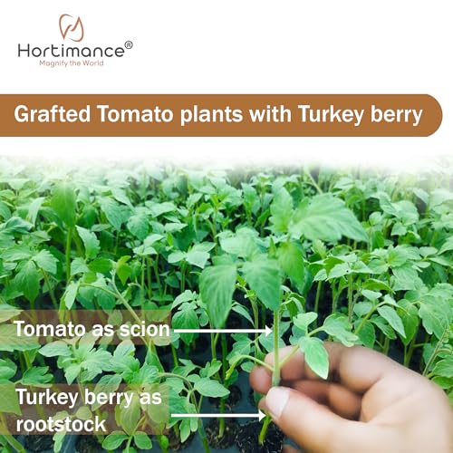 Image of Hortria Turkey berry seeds used for grafting brinjal and tomato, 10 grams, Contains 10000 seeds.