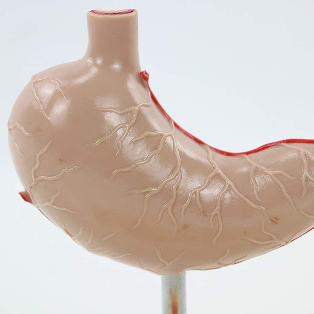 Model anatomiczny narządów ludzkich - Model anatomiczny żołądka naturalnej wielkości - Anatomiczny patologiczny żołądek Pomoce dydaktyczne i do nauki - do materiałów laboratoryjnych znakomite