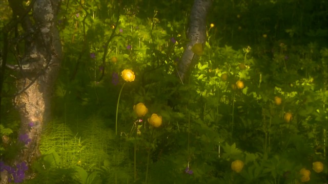 Amazon.com: Relaxing Music Nature DVD - Seasons: Spring & Summer