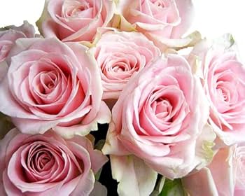 遺品整理　中国切手 未使用 5冊 バラ 薔薇 遺品整理 中国切手 未使用 5冊 バラ 薔薇 遺品整理 中国切手 未使用