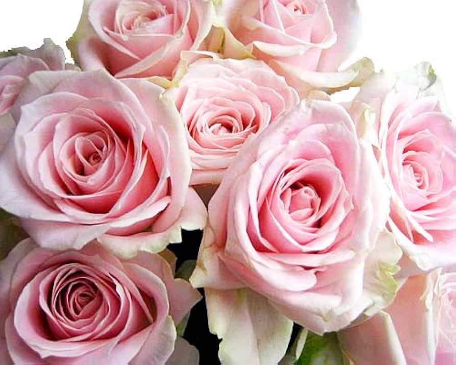 遺品整理　中国切手 未使用 5冊 バラ 薔薇 薔薇5本 | T-flowers