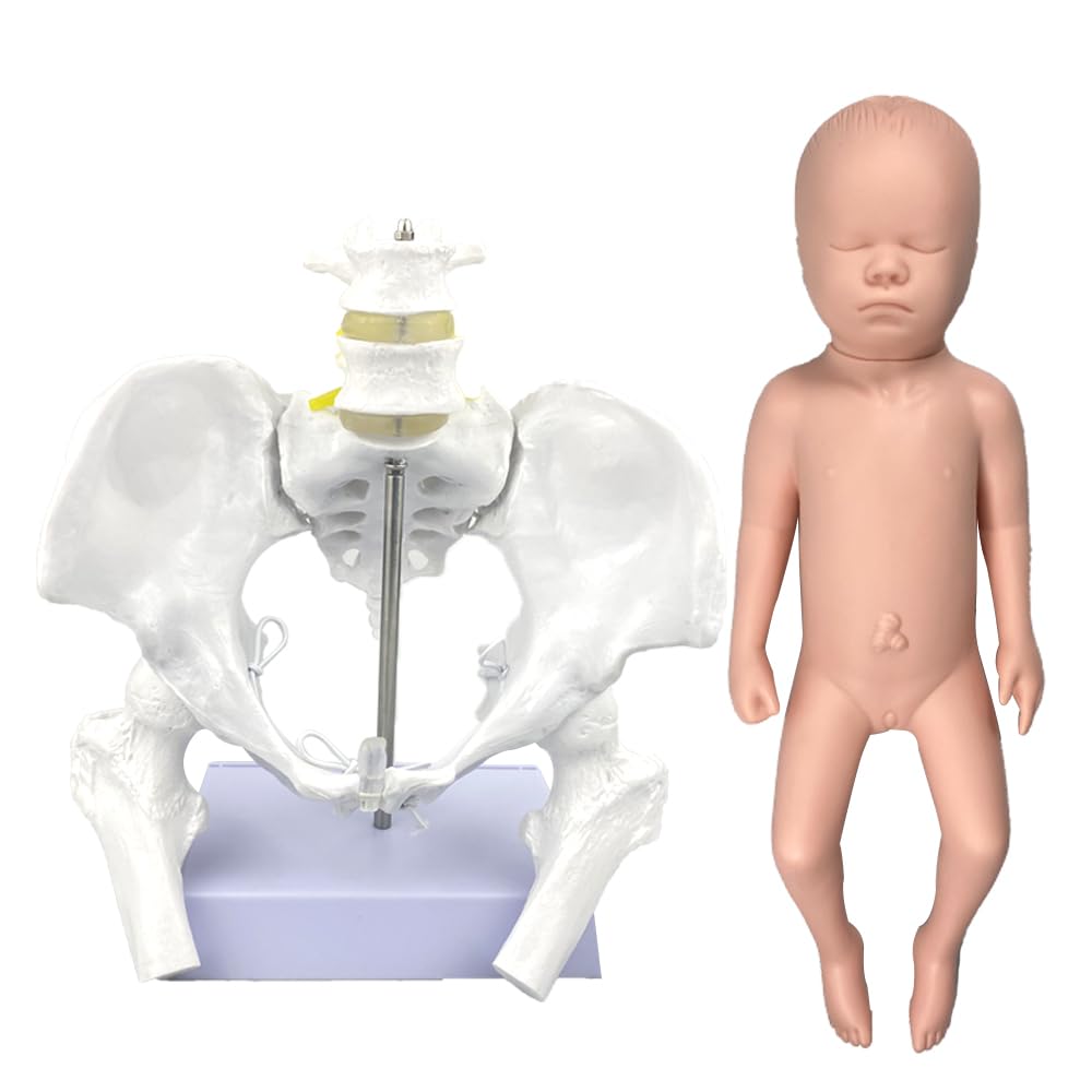 Life Size Flexible Female Pelvis Model with Baby Model, Including Femur Heads and Joints, Doula CBE Childbirth Education Tools and Supplies, Anatomy, Teaching and Studying Purpose