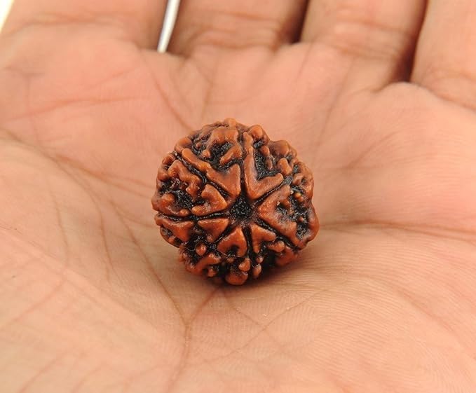 Nepali Rudraksha Beads 2 Mukhi 3 Faced, 4 Mukhi, 5 Face, 6 Mukhi, 7 Mukhi Certified Natural Himalayan Rudrakhsha Beads for Healing, Pooja, Meditation, Prayer, Japa2