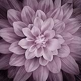 Dream Big - Digital Panel #P4389-46 Plum Large Floral -Plum- by Hoffman Fabrics