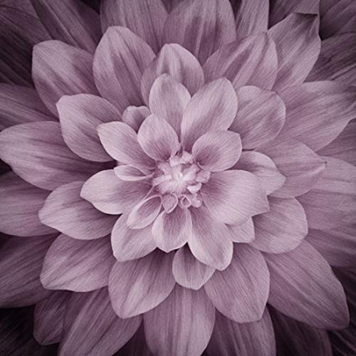 Dream Big - Digital Panel #P4389-46 Plum Large Floral -Plum- by Hoffman Fabrics