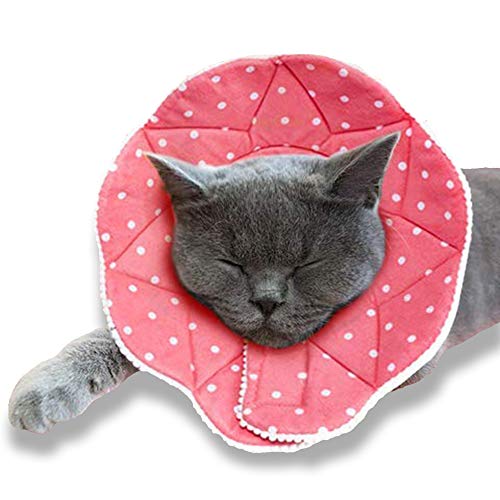 The 25 Best Cat Cone Collars of 2020 Cat Life Today