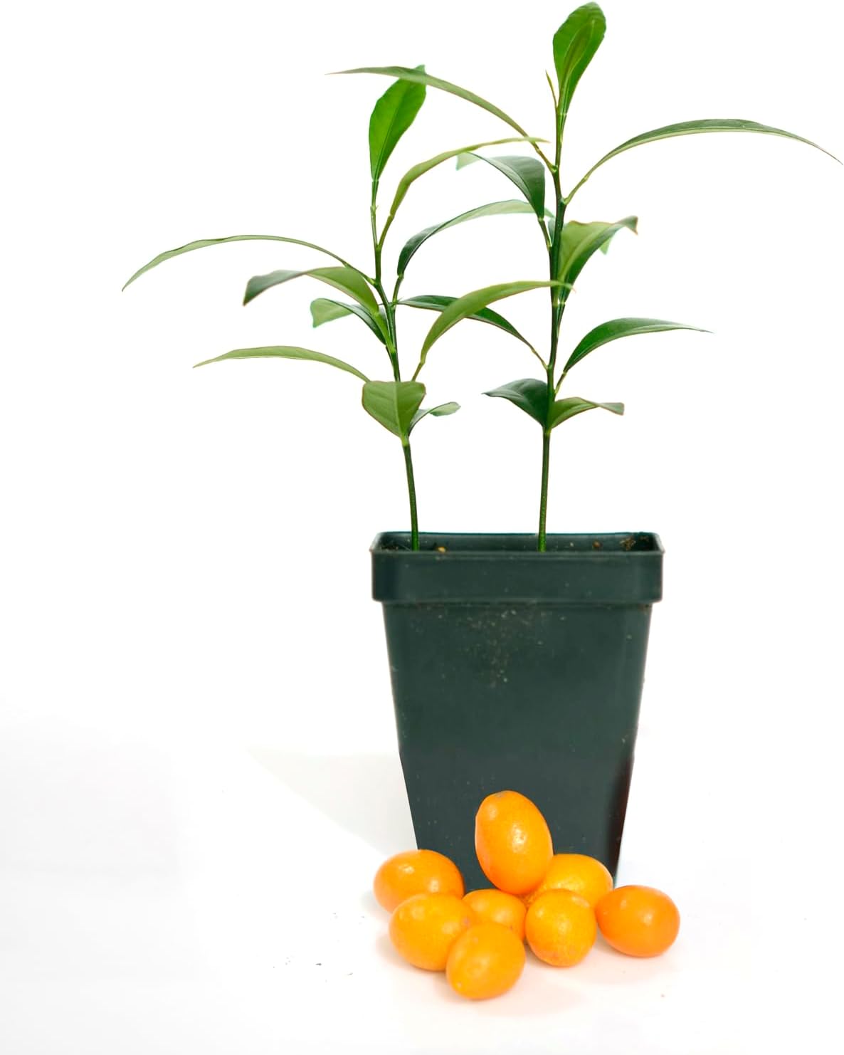 Kumquat Tree - Pot of 2 Starter Plant. Fortunella Margarita. 3" - 5"