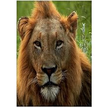 3dRose Male Lion, Panthera Leo, Kruger NP, South Africa 22x30 Bath Hand Pool Towel