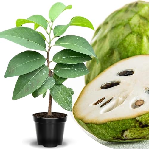 Cherimoya Sugar Apple Tree Live Plant, 2-3 Ft in One Gallon Pot, 2 Years Old Tree Annona Squamosa Soursop Like, Outdoor Spring Tropical Fruit Planting