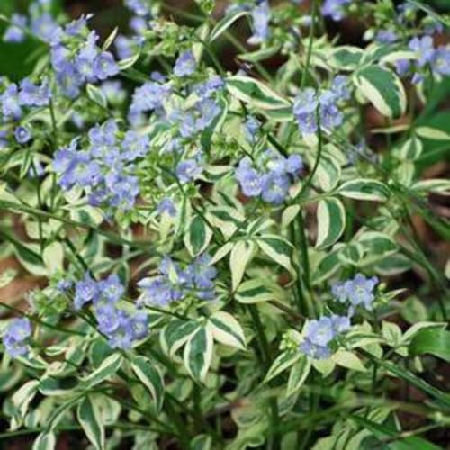 Perennial Farm Marketplace Polemonium r. 'Stairway to Heaven' (Variegated Jacob's Ladder) Perennial, Size-#1 Container, Lavender Blue Flowers Perennial Farm Marketplace Polemonium r. 'Stairway to Heaven' (Variegated Jacob's Ladder) Perennial, Size-#1 Container, Lavender Blue Flowers