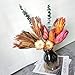 4 stems Dried Protea Flower 14 ‘’ Dried Plant, Preserved Flowers for Vase Filling, Dried Flower Arrangements, Centerpiece Decor，indoor decor，Home Decoration, Wedding Bouquet Plants Decor