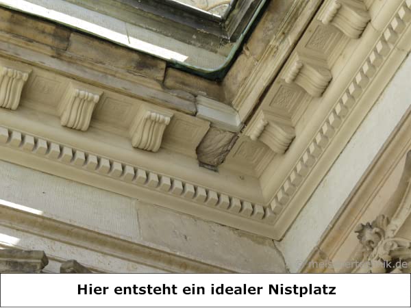MEISSNER 50x Spatzenbürsten Ø 9cm Marderschutz, Nistschutz, Vogelabwehr, Spatzenabwehr