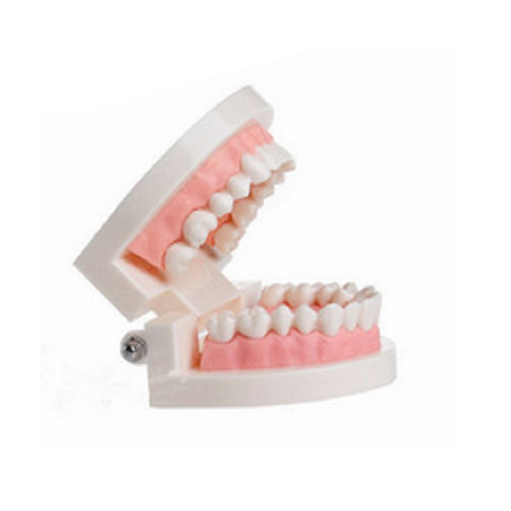 Amazon.co.jp: 歯科教育 子供用 歯茎 標準歯 教育モデル : Industrial