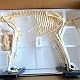 Hundeskelett Modell für Hunde und Katzen zur Anatomie-Studie