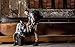 Lowepro ProTactic 450 AW Camera Backpack - Professional Protection for Your Camera Gear or DJI Mavic Pro/Mavic Pro Platinum