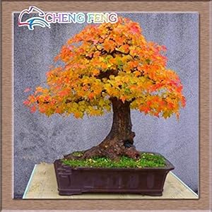 Potted Seed Bonsai 30 PCS Red tree seed Chea Bonsai Bonsai Home & Garden Professional Pack
