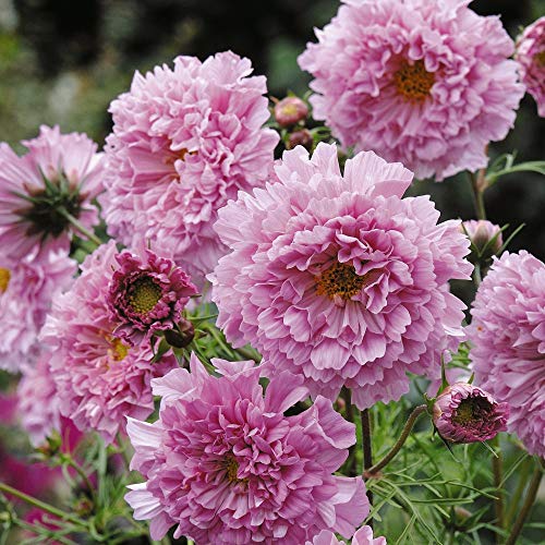 Cosmos 'Double Click Rose Bonbon' Half-Hardy Annual Summer A