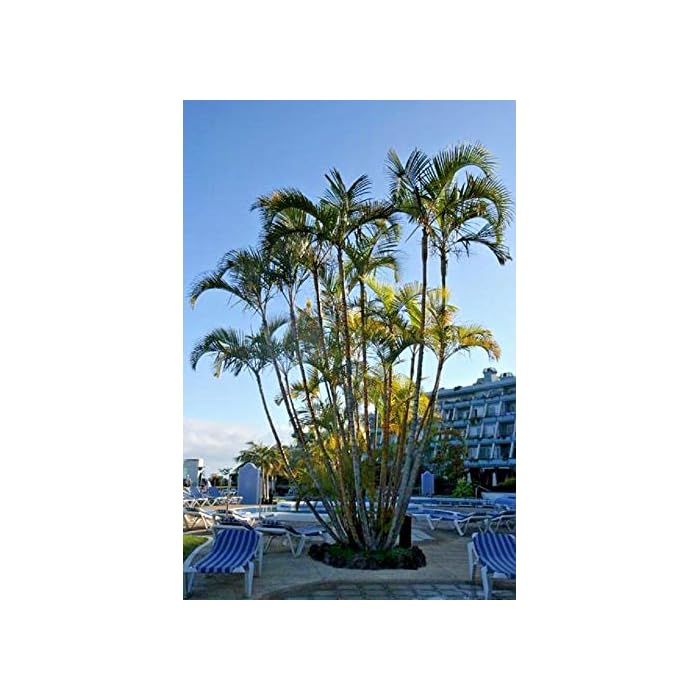 Buy Areca Palm Dypsis Lutescens, Golden Cane Palms Ornamental Fence