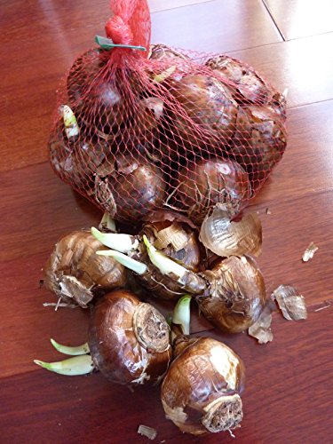 Ziva Paperwhite Flower Bulbs - 10 Bulbs - Large 15/+ cm Size - Paperwhite Narcissi Ziva Paperwhite Flower Bulbs - 10 Bulbs - Large 15/+ cm Size - Paperwhite Narcissi