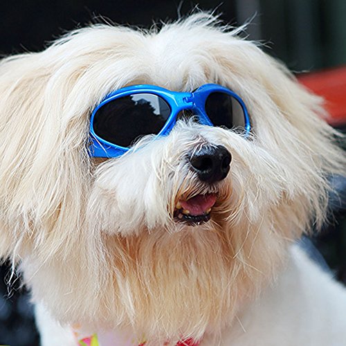 Pet Dog Sunglasses, Dog Goggles Eye Wear Shatterproof Lens Waterproof Pet Sunglasses for Dogs (Blue)