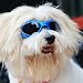 ENJOYING Pet Dog Sunglasses - Protective Eyewear Goggles Small Waterproof Protection (Blue)