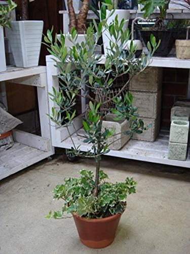 Amazon Co Jp オリーブの木 ヘデラ アイビー の寄せ植えコンテナガーデンテラコッタ陶器鉢植え 記念樹にシンボルツリーに思い出の記念樹に実が付くとオリーブオイルにお誕生日のお祝いやプレゼントにももちろんご自宅用にも Diy 工具 ガーデン