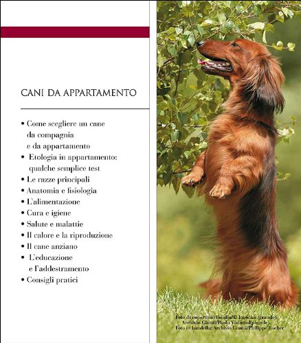Cani Da Appartamento - 4
