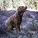 Tailoir Hundeleine 2m geflochten - Leine Hund, Mittelgroße - Große Hunde, Leine verstellbar, Hundeleinen, Dog Leash Führleine, Bissfeste Hundeleine zum Umhängen, Trainingsleine, Freihandleine Paracord