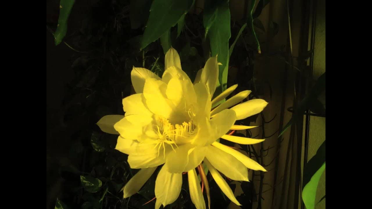 NEW DEBNATH NURSERY, Brahma Kamal Healthy Plant | Saussurea Obvallata Night Queen Lady of The Night King of Himalayan Flowers for Your Home or Garden | Color - Yellow,C1 (B0CR17VLTH) Amazon Price History, Amazon Price Tracker