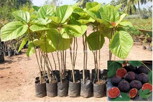 OhhSome Plantsworld Anjeer - Indian Fig Live Plant (B074CS172R) Amazon Price History, Amazon Price Tracker