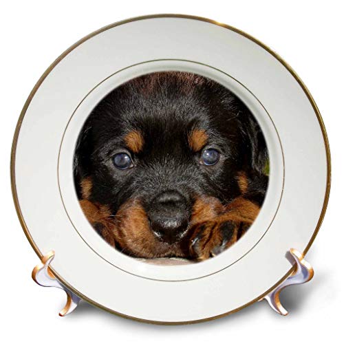 3dRose A young rottweiler puppy with head resting between huge paws, 8-Inch