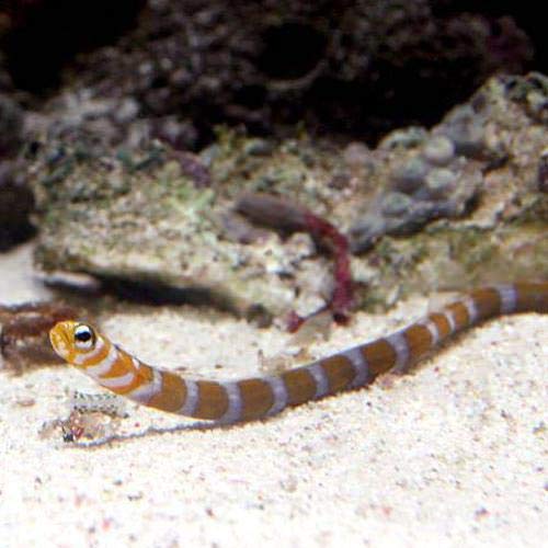 (海水魚)オレンジバー・ガーデンイール(ニシキアナゴ)(1匹) 北海道航空便要保温