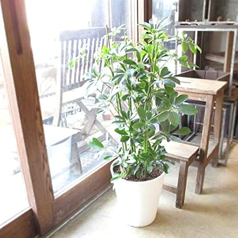 Amazon シェフレラ ホンコンカポック 8号鉢サイズ 白色 セラアート鉢 ホワイト 鉢植え 香港カポック 薫る花 観葉植物 おしゃれ インテリアグリーン アジアンテイスト 大型 中型 観葉植物 オンライン通販 Amazon シェフレラ ホンコンカポック 8号鉢サイズ 白色 セラアート鉢 ホワイト 鉢植え 香港カポック 薫る花 観葉植物 おしゃれ インテリアグリーン アジアンテイスト 大型 中型 観葉植物 オンライン通販