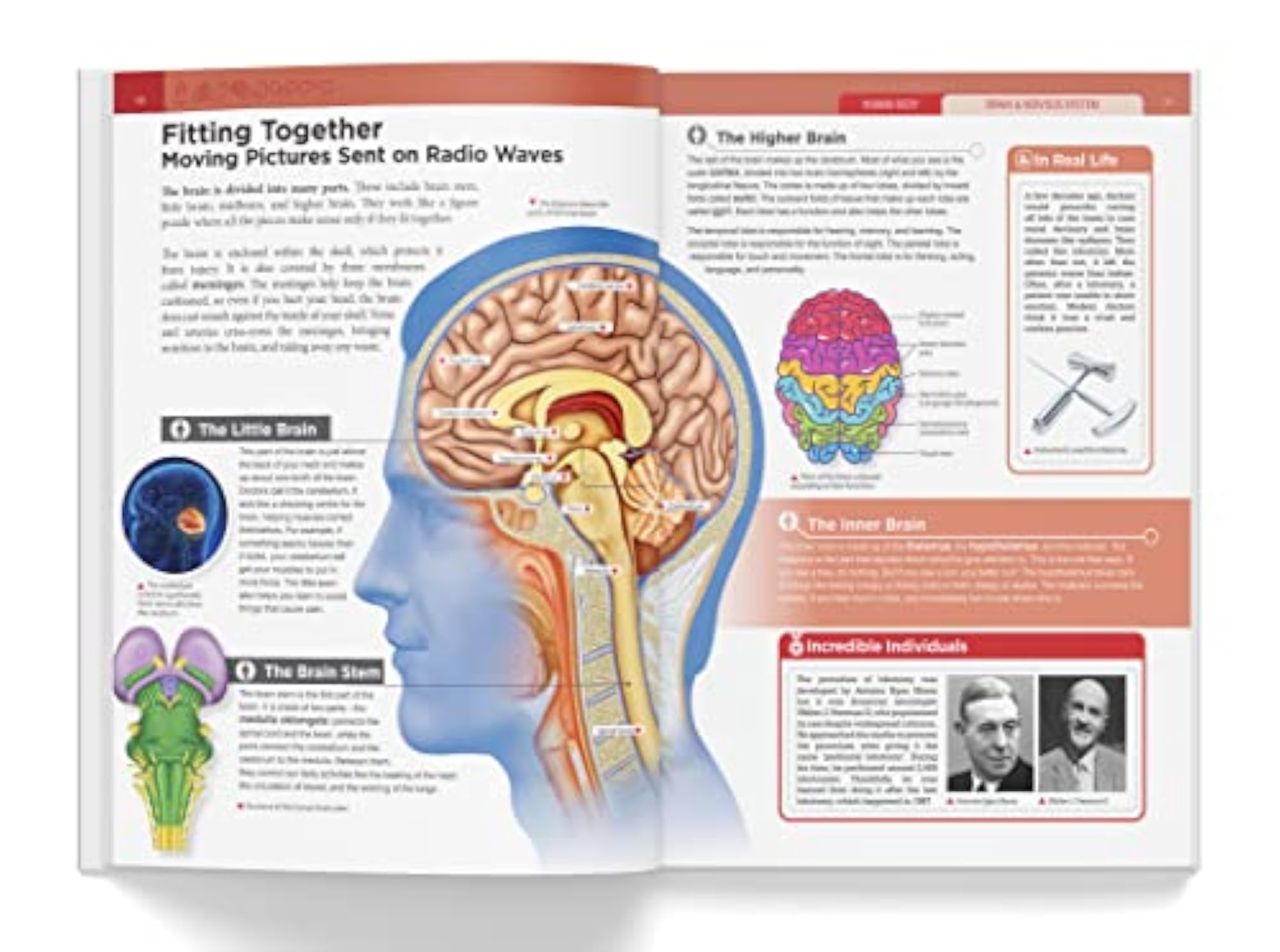 Knowledge Encyclopedia - Human Body