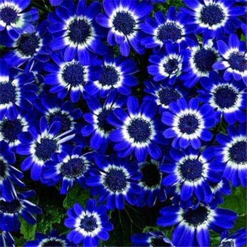 Graines De Fleurs D'Ostéospermum De Marguerite Aux Yeux Bleus Paquet De 100 Graines