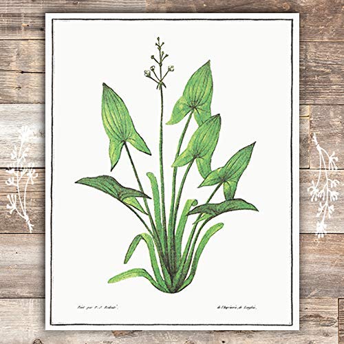 Vintage Aquatic Plants (Set of 6) - Unframed - 8x10s - Thumbnail 3