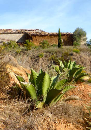 Kaktus - Riesen-Agave - 10 Samen (Agave atrovirens/megalacantha-Mix) :  Amazon.de: Garten