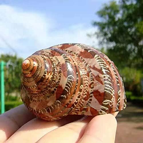 Hermit Crab Shells Turbo Shells 3PC Natural Medium to Small Hermit Crab Shells 1