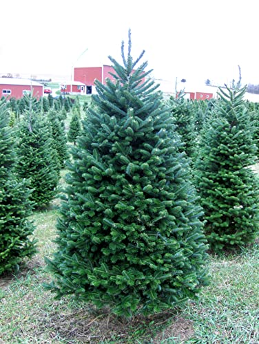 Real Christmas Tree 6 Foot Balsam Fir
