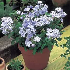 Amazon ルリマツリ プルンバゴ ホワイト １株 花