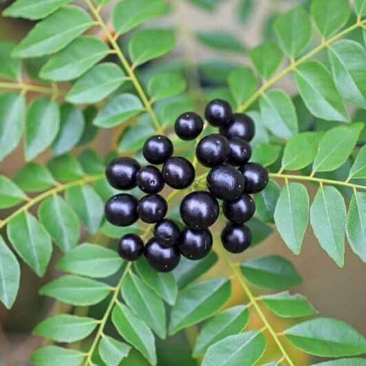 Indian Curry Leaf Seeds Pack Of 10 (Kadi Patta Seeds) Black (B0CN17KRK3) Amazon Price History, Amazon Price Tracker
